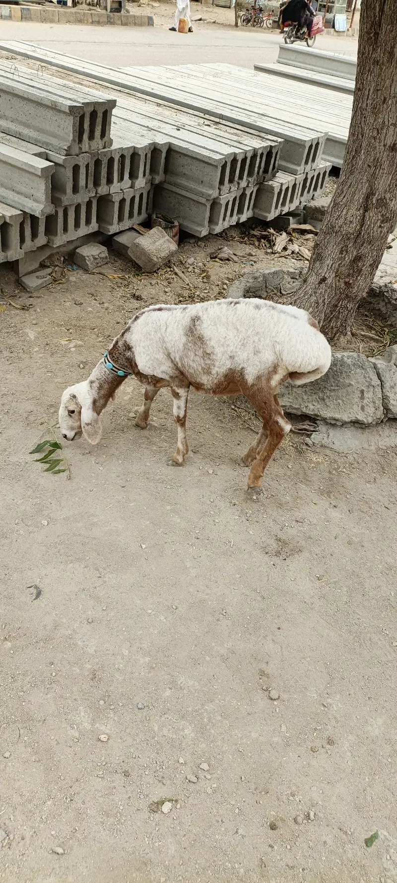 turkey dumba — photo 3