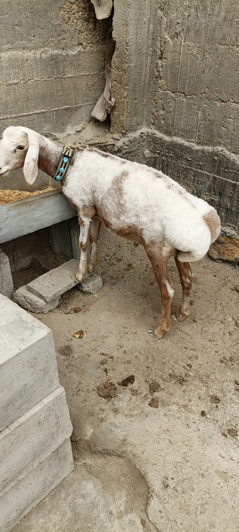 turkey dumba — photo 4