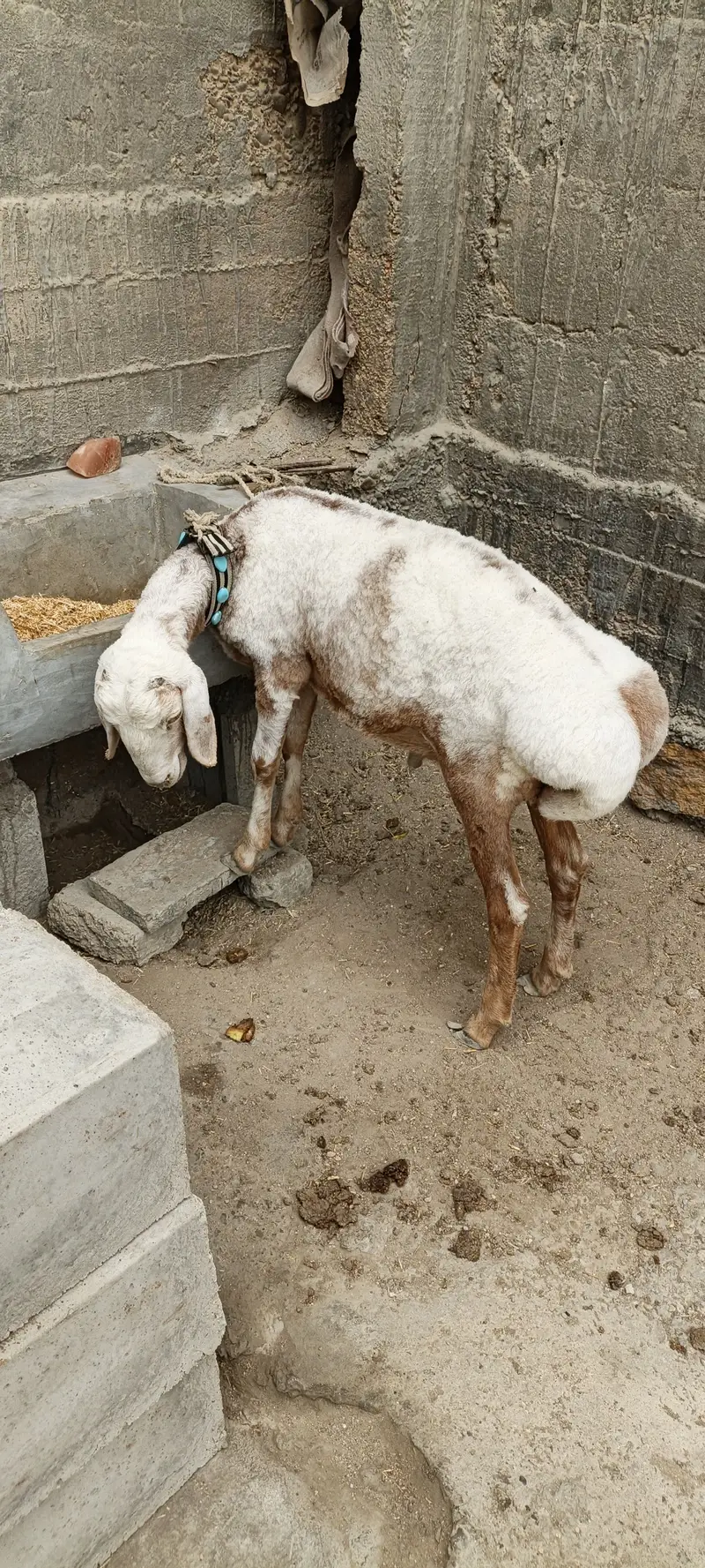 turkey dumba — photo 5
