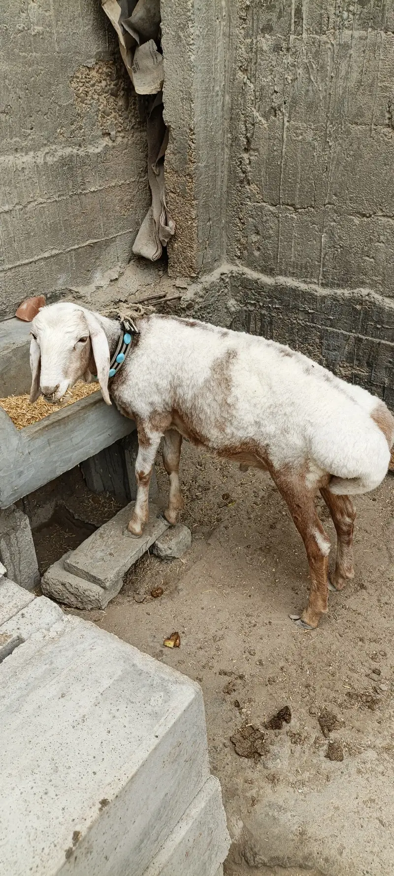 turkey dumba — photo 6