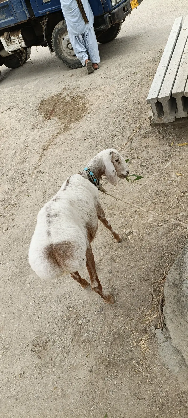 turkey dumba — photo 7