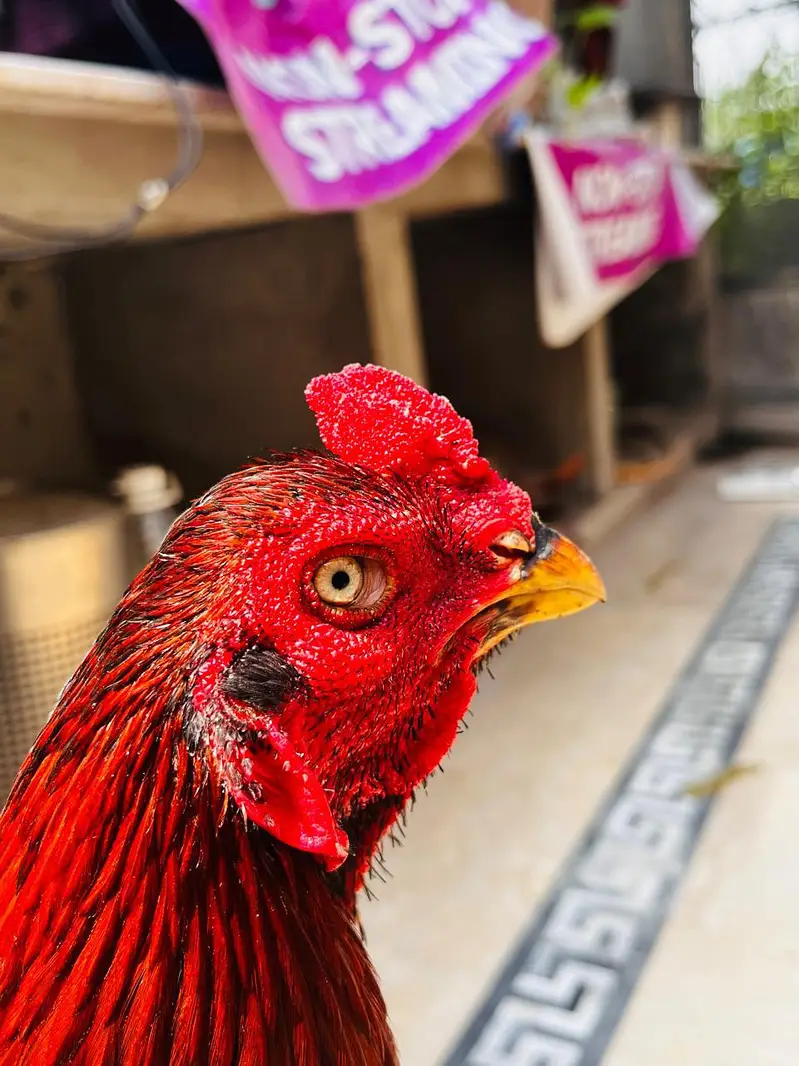 Aseel patha for sale — photo 2