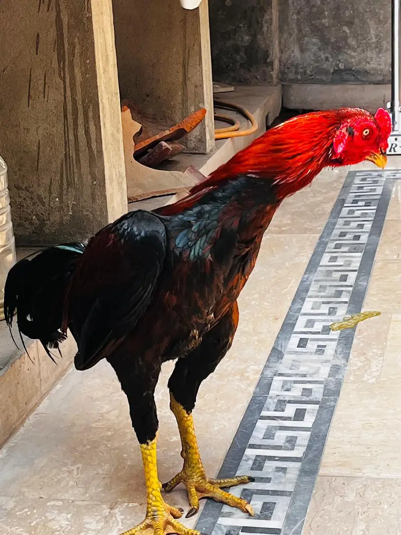 Aseel patha for sale — photo 4