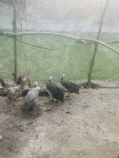 Ginuea Fowls