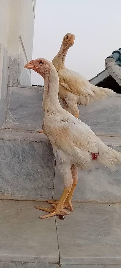White Shamo Pair | Aseel White Shamo | Long Height Shamo