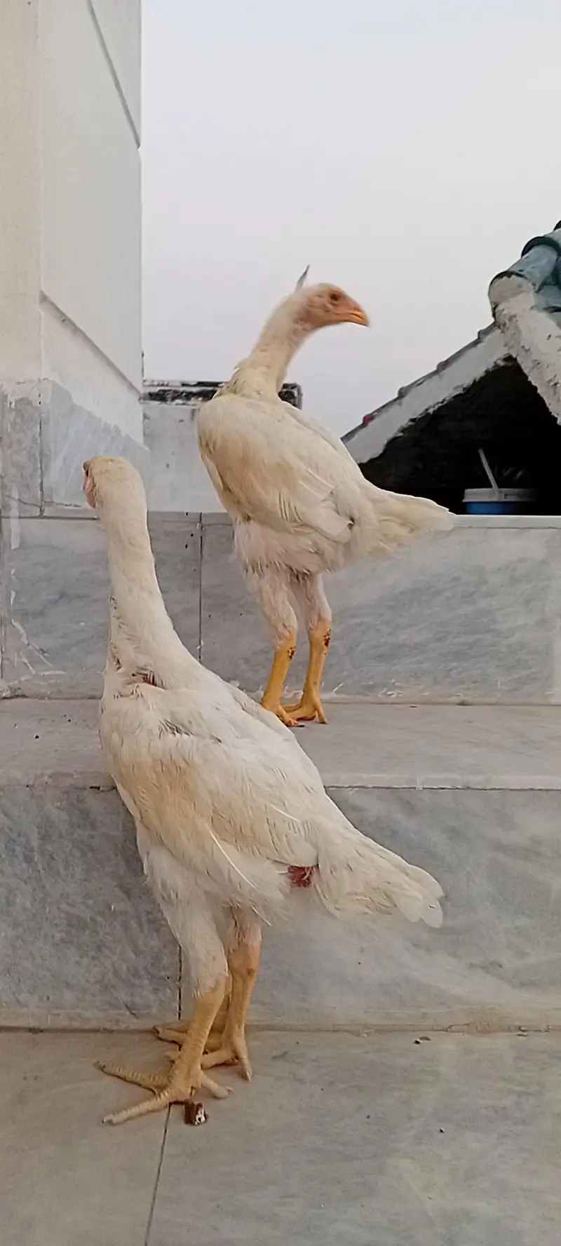 White Shamo Pair | Aseel White Shamo | Long Height Shamo — photo 4