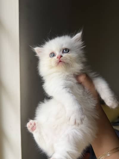 Double coated silver eyes kitten