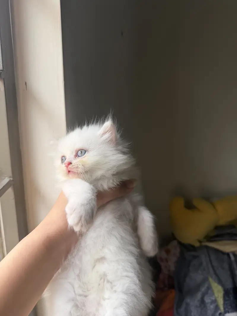 Double coated silver eyes kitten — photo 2