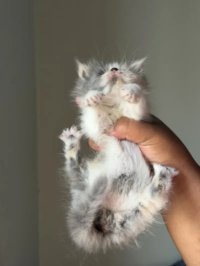 Double coated silver eyes kitten — photo 3