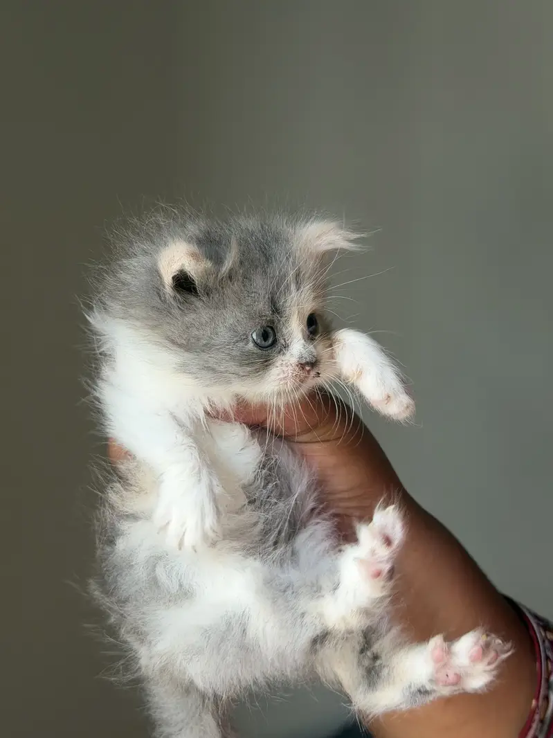 Double coated silver eyes kitten — photo 4