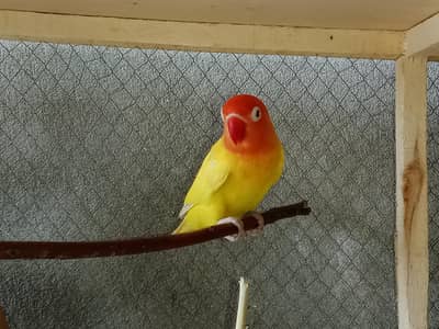 love birds breeder 2 pair exchange available with budgies pairs