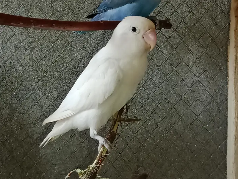 love birds breeder 2 pair exchange available with budgies pairs — photo 2