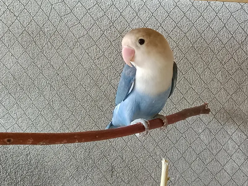love birds breeder 2 pair exchange available with budgies pairs — photo 3