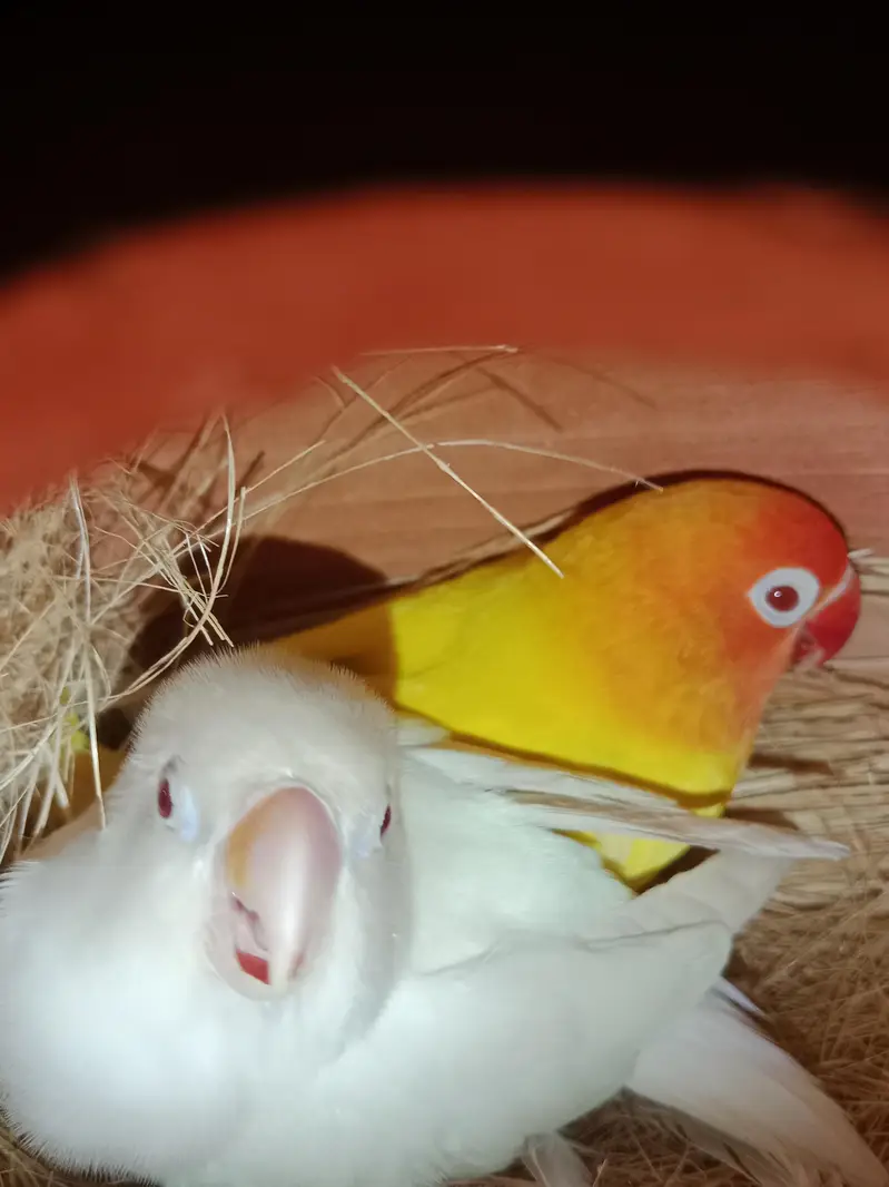 love birds breeder 2 pair exchange available with budgies pairs — photo 4