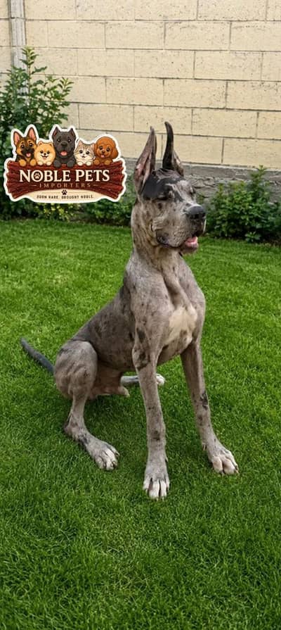 Great Dane Dog pedigreed available for import