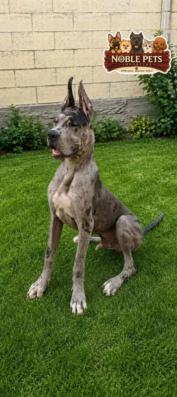 Great Dane Dog pedigreed available for import — photo 2
