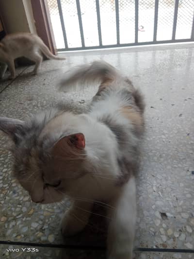 beautiful Persian cat and child for sale