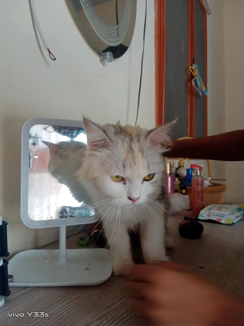beautiful Persian cat and child for sale — photo 2
