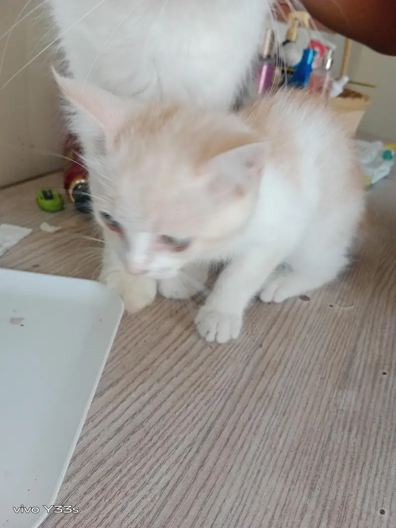 beautiful Persian cat and child for sale — photo 3