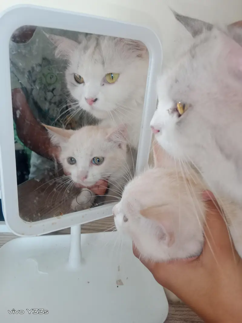 beautiful Persian cat and child for sale — photo 4