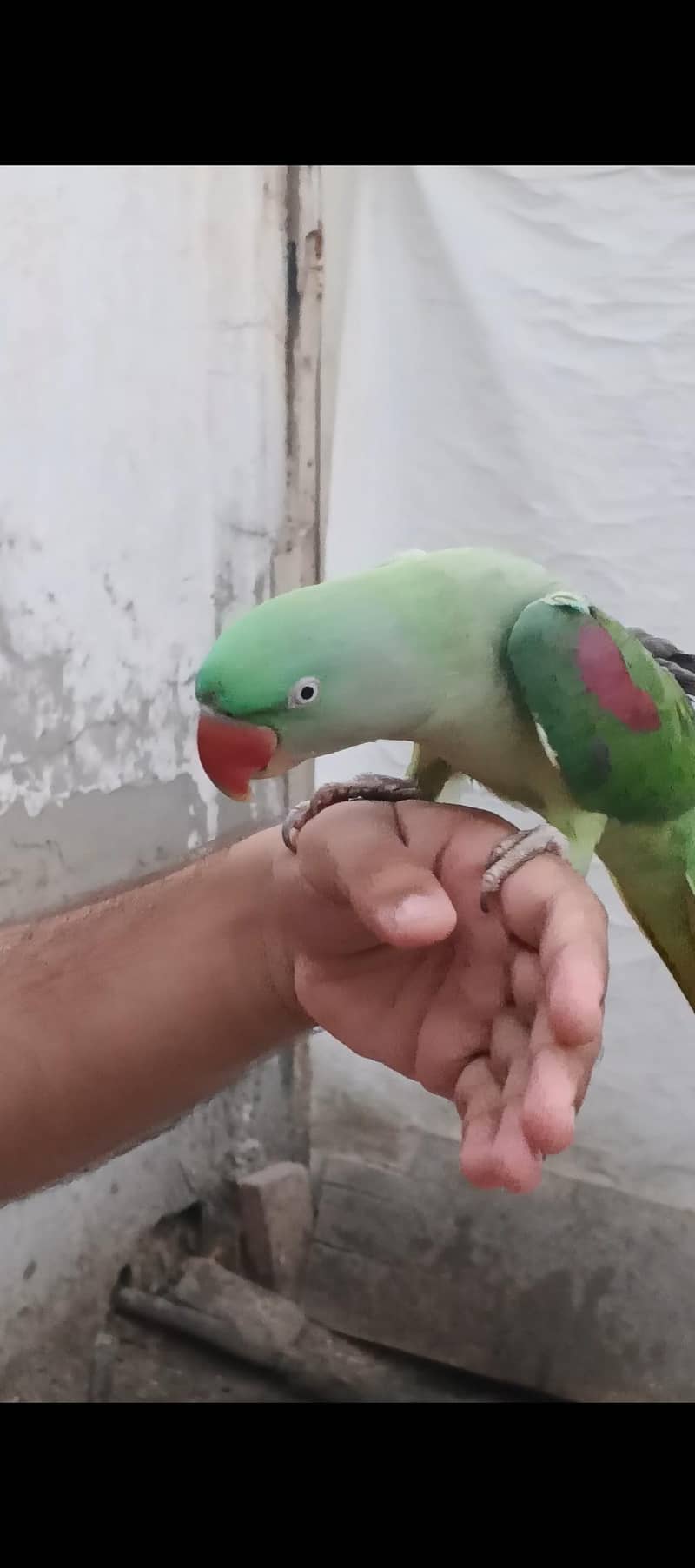 Raw parrot 0