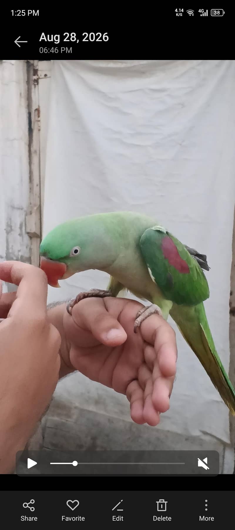 Raw parrot 1
