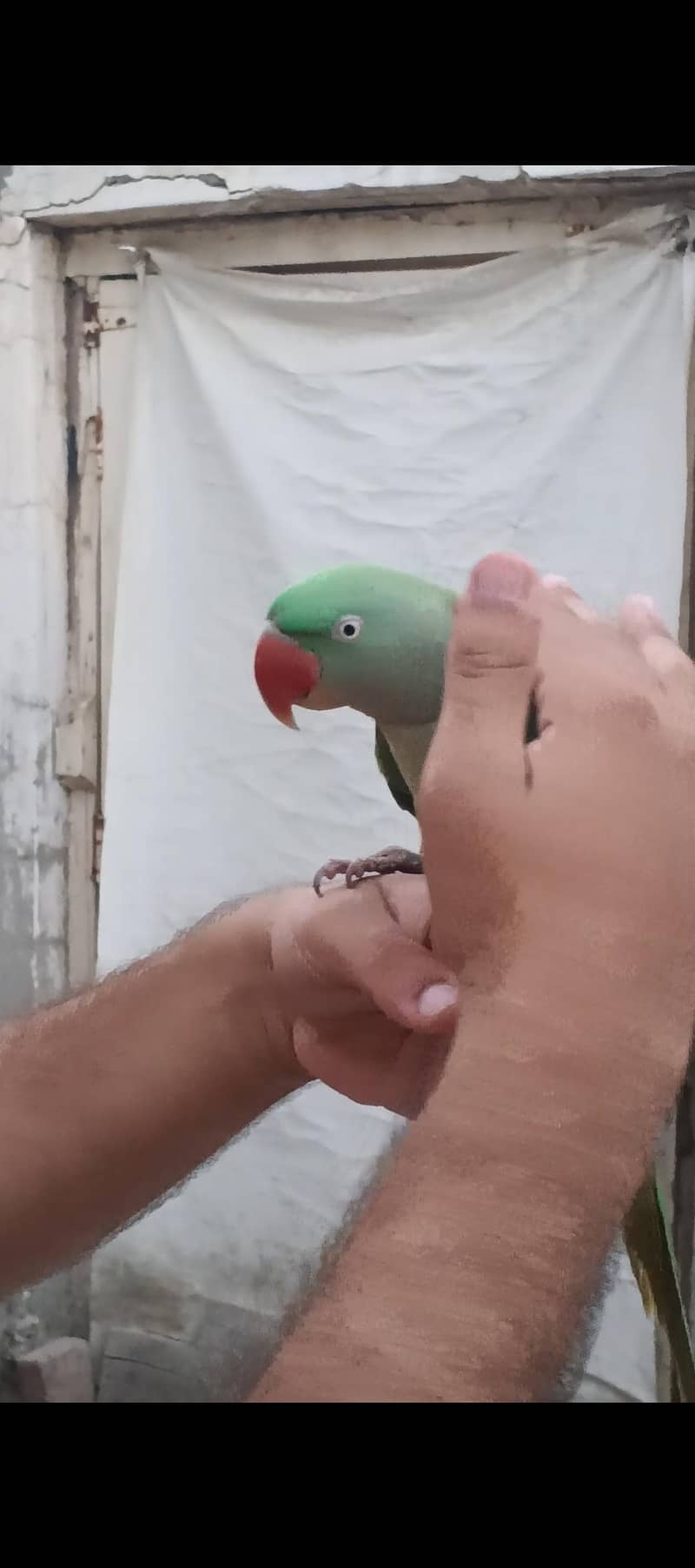 Raw parrot 2