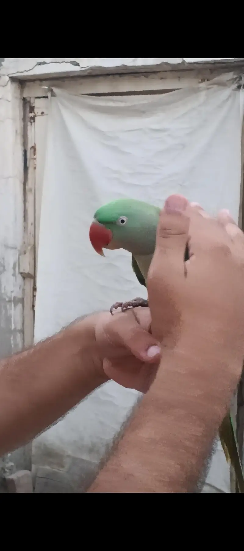 Raw parrot — photo 3