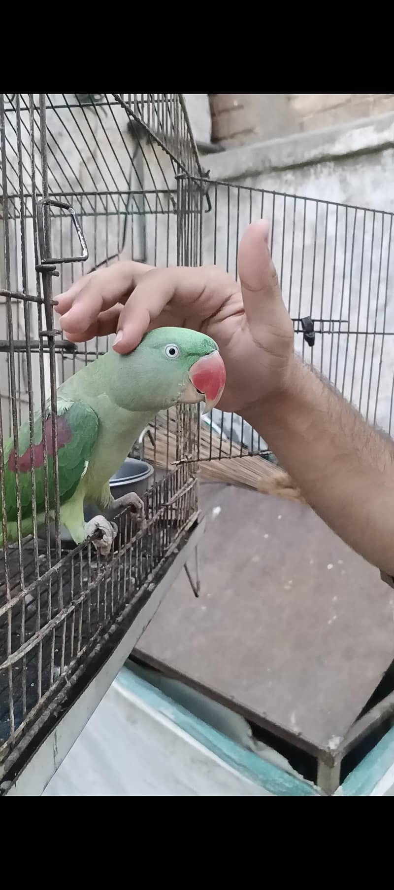 Raw parrot 3