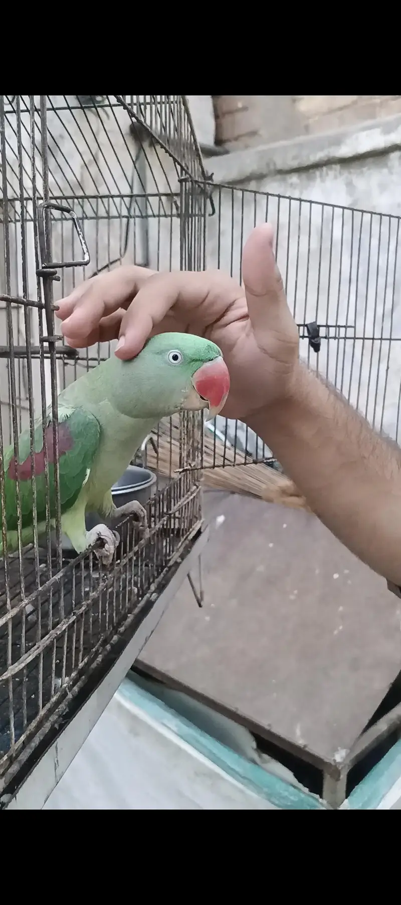 Raw parrot — photo 4