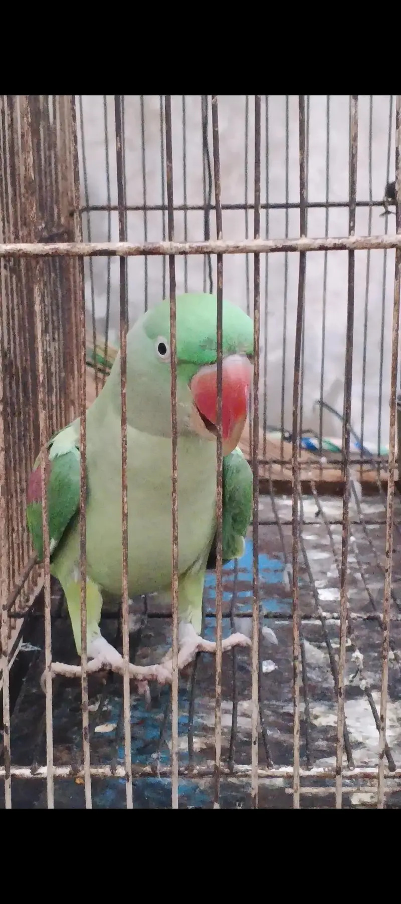 Raw parrot — photo 5