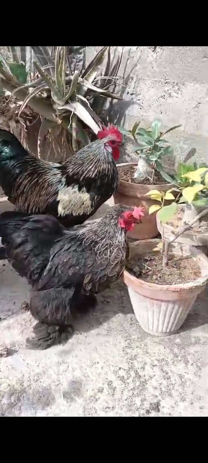 Black Bantam Fluffy 0