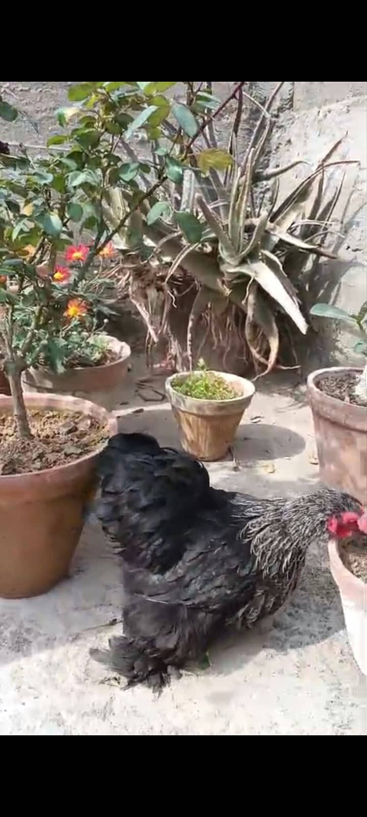 Black Bantam Fluffy 1