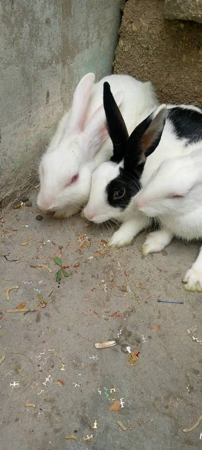 3 rabbit  for sale
