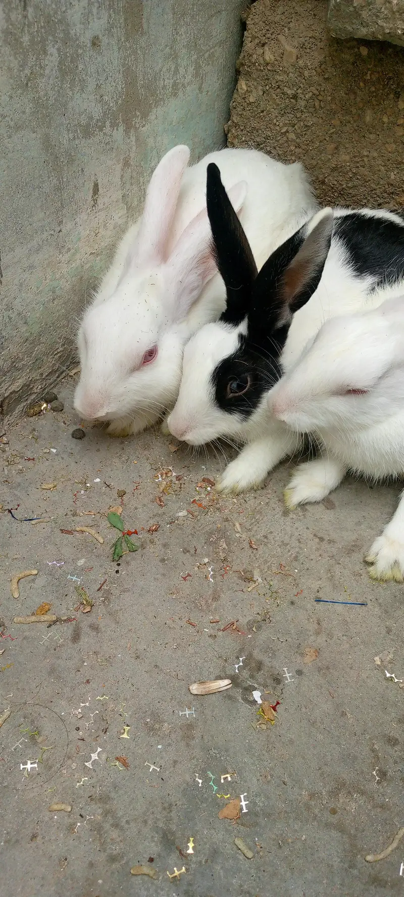 3 rabbit  for sale