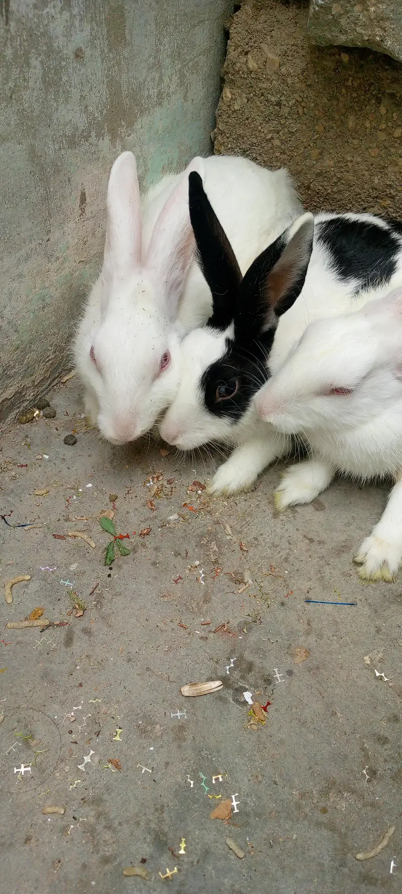3 rabbit  for sale — photo 2