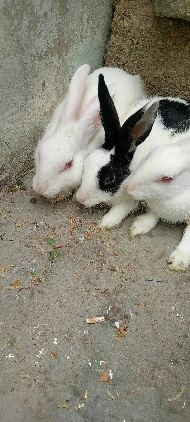 3 rabbit  for sale — photo 3
