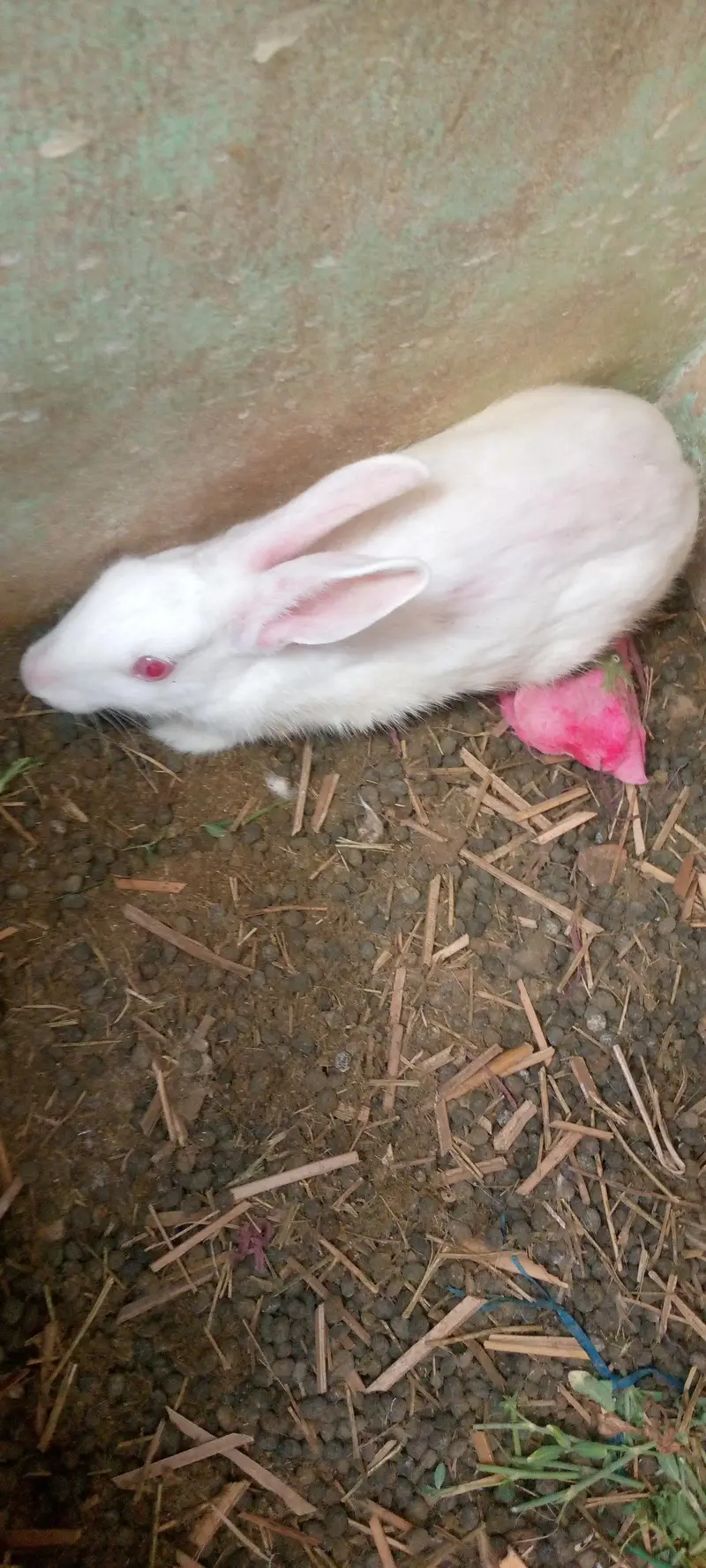 3 rabbit  for sale — photo 4