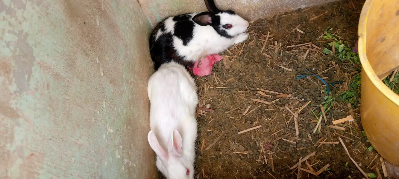 3 rabbit  for sale — photo 5