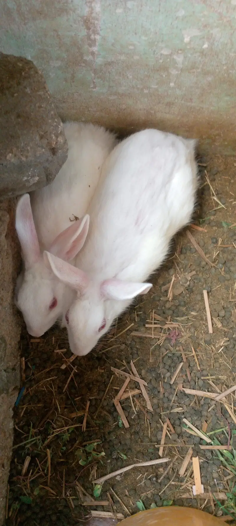 3 rabbit  for sale — photo 6