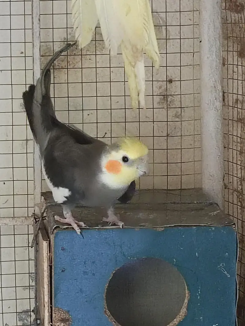 cockatiels and budgies — photo 2