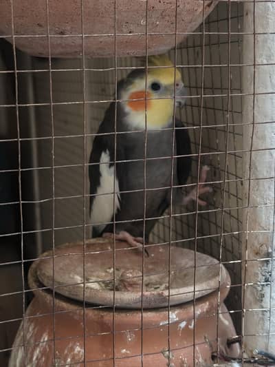 cockatiels and budgies