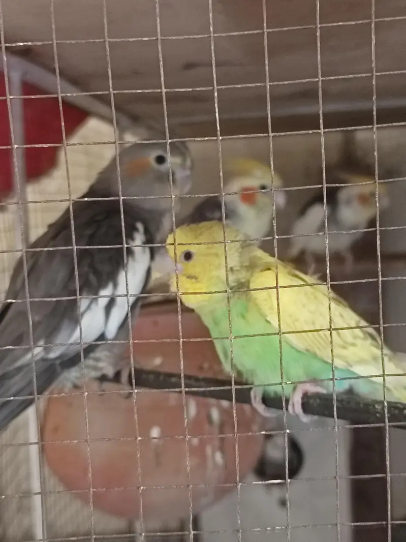 cockatiels and budgies — photo 3