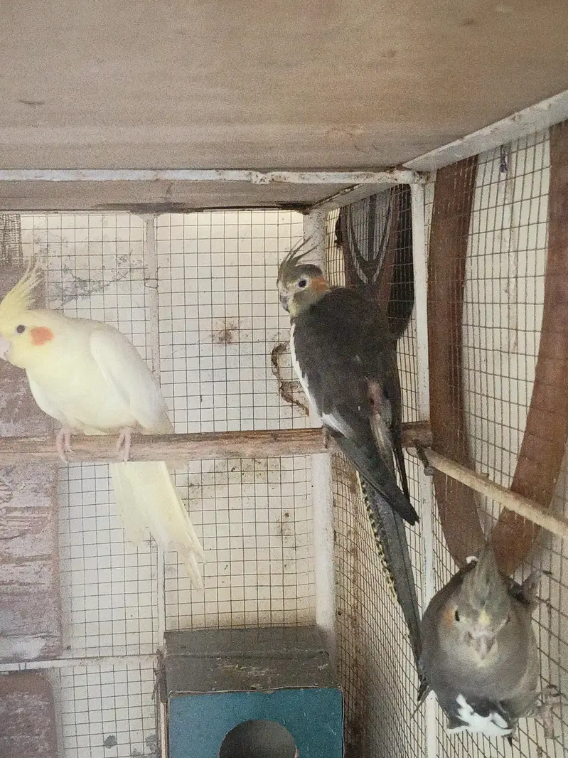 cockatiels and budgies — photo 4