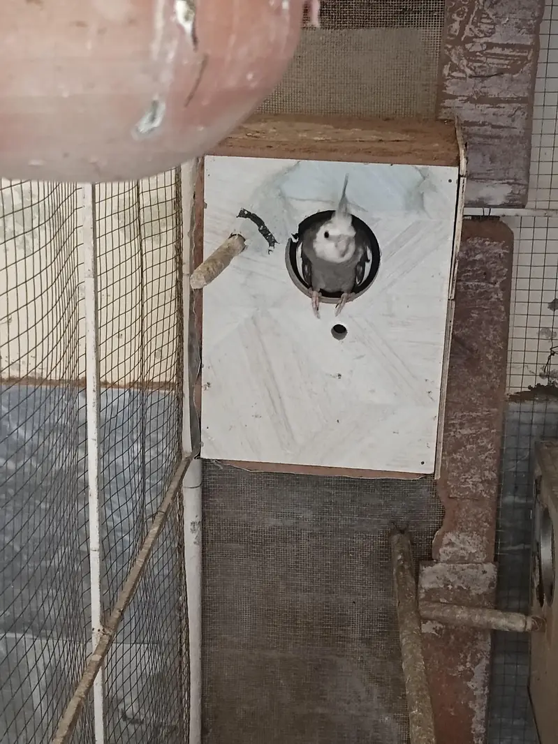 cockatiels and budgies — photo 5