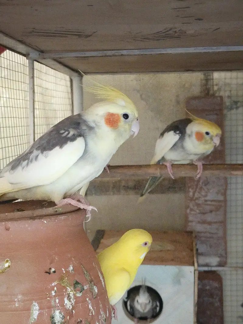 cockatiels and budgies — photo 6