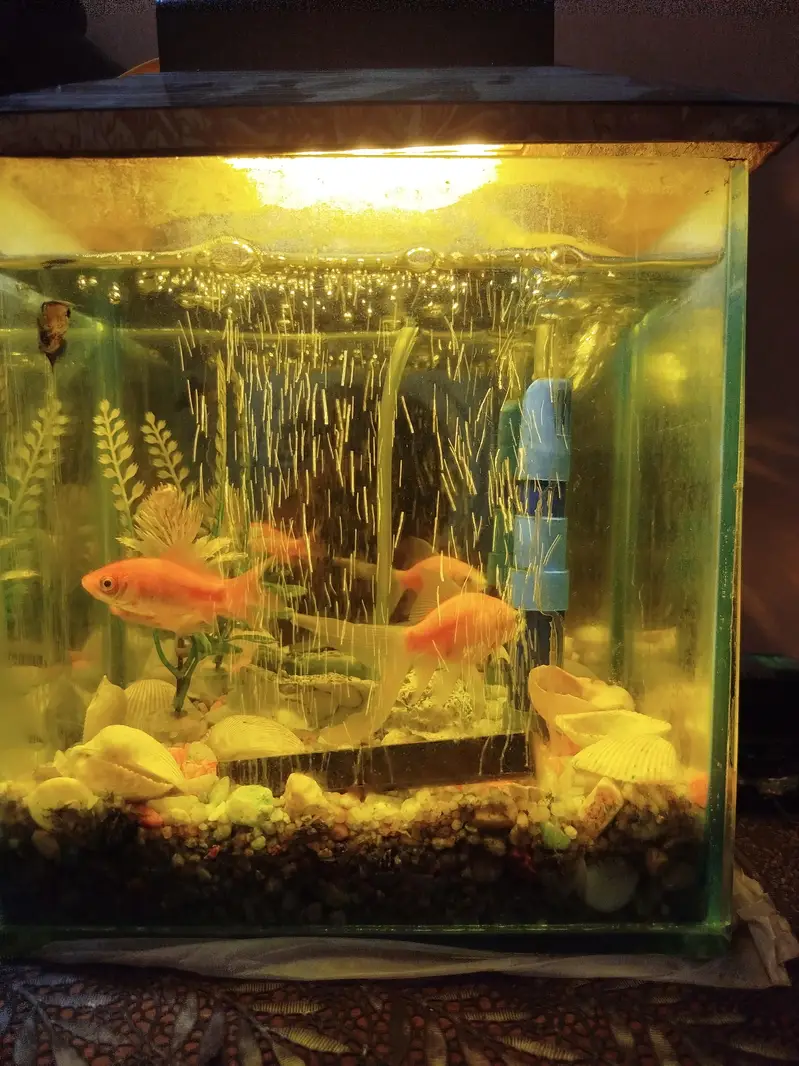 Aquarium 9X9 With Four Fishes
