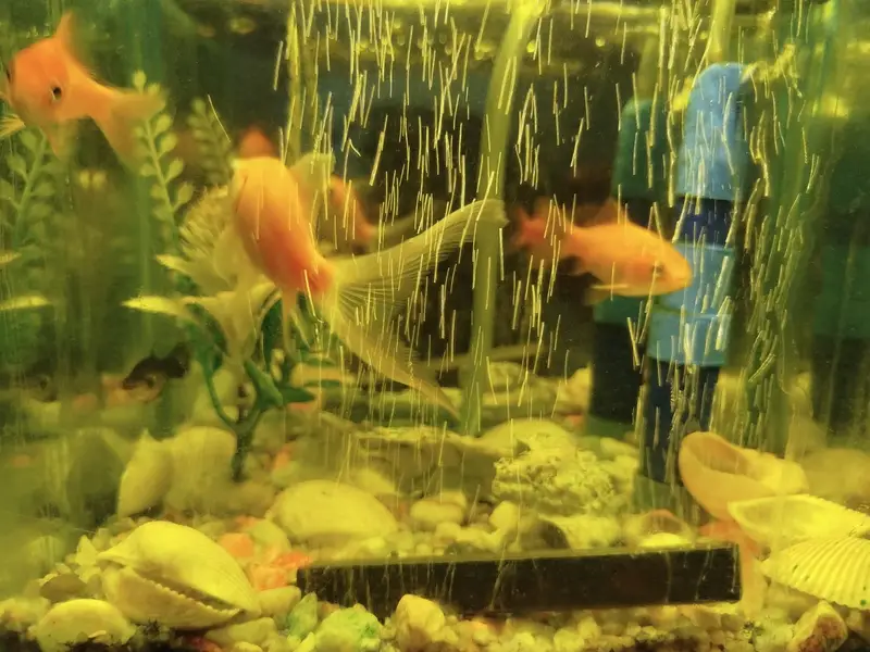 Aquarium 9X9 With Four Fishes — photo 2