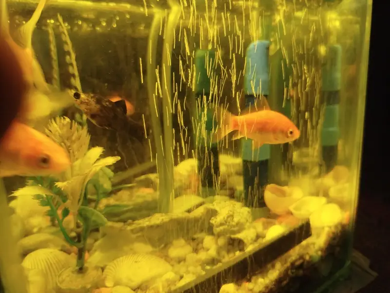 Aquarium 9X9 With Four Fishes — photo 3