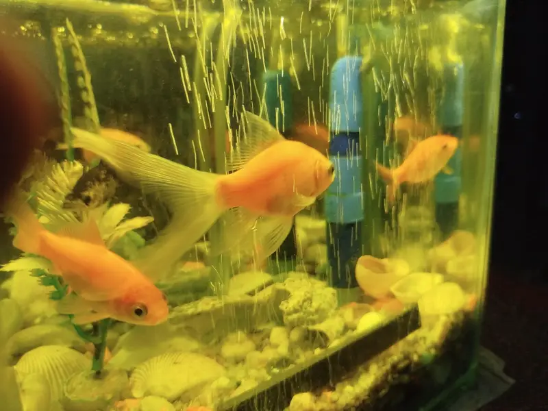 Aquarium 9X9 With Four Fishes — photo 4